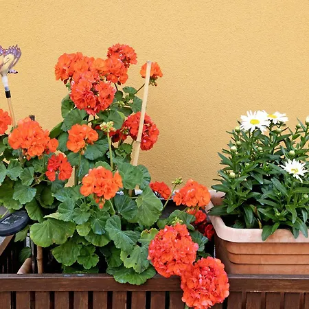 Numero 10 Pietra Ligure